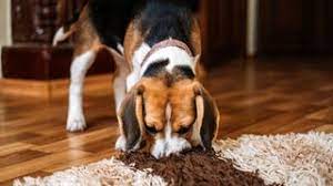 why your dog is chewing the carpet and