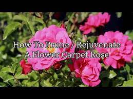 rejuvenate flower carpet roses pruning