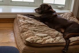 our favorite orthopedic dog beds review