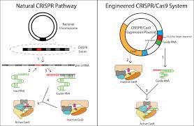 genome editing crispr cas9