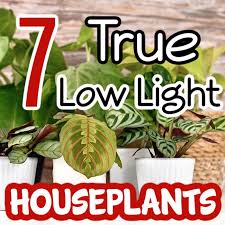 7 True Low Light Houseplants Dian