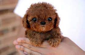 what breed is this teddy bear puppy