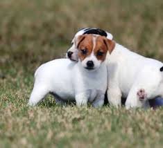 They will look on and on long after you've called home time! Long Legged Jack Russell Puppies Jack Russell Puppies Jack Russell Dogs Jack Russell