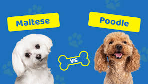 maltese vs poodle which dog to choose