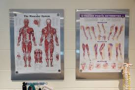 Anatomy Charts Ullswater Physiotherapy Sports Injuries