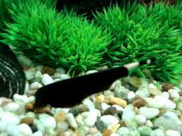 Black Ghost Knifefish Apteronotus Albifrons Black Ghost