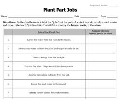 Jobs Of The Plant Parts Review