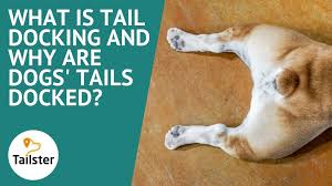 dogs tails docked