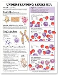 Amazon Com Understanding Leukemia Anatomical Chart