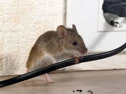 How To Get Rid Of Mice In Co Mouse