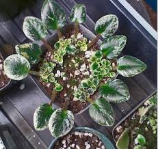 African violet is a tender plant and must be cared for accordingly. African Violets America S Favorite Houseplant By Ethne Clarke