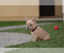 These are our currently available puppies for sale along with general information for each. View Ad French Bulldog Puppy For Sale Near California Los Angeles Usa Adn 154062