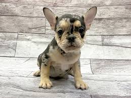 The french bulldog is a small sized domestic breed that was an outcome of crossing the ancestors of bulldog brought over from england with the local. French Bulldog Dog Male Blue Merle 2773332 Petland Pickerington