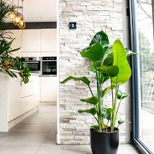 Best Houseplants Indoor Houseplants