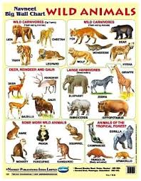 Navneet Big Wall Chart Wild Animals English Online In India Buy At Best Price From Firstcry Com 311192