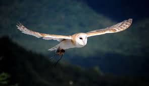 It is also referred to as the common barn owl , to distinguish it from other species in its family, tytonidae, which forms one of the two main lineages of living owls. Barn Owl S Screams Will Haunt Your Dreams