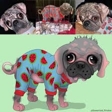 He is aca registered, vet checked, vaccinated, wormed and comes with a 1 year genetic health guarantee. This Is A Cartoon Of Raphael A Pug Puppy Who Was Abandoned At 5 Months Old And Got Mange But Was Later Rescued By Pug Hearts In Houston Who Is Fostering Him