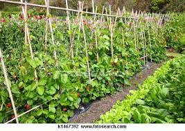 a vegetable garden stock image
