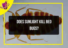 Does Sunlight Kill Bed Bugs Zip Pest