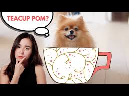 don t get a teacup pomeranian before