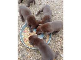 Shipping to all continental 48 states. Akc Chocolate Lab Puppies In Dallas Texas Puppies For Sale Near Me
