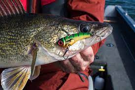 Going Green For Walleye Ontario Out