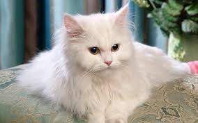 Ragdoll kitten exploring the garden. Ghost Cats White Fluffy Cat Appreciation Persian Cat White Cats Cat Breeds