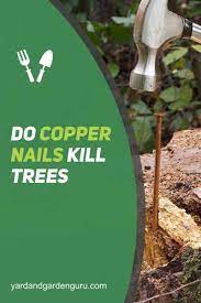 do copper nails kill trees