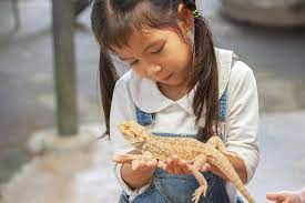 best reptile pets for handling and