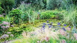 best pond plants 10 to grow in a