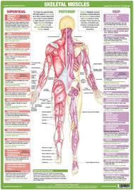 Muscle Anatomy Chart Posterior Muscle Anatomy Human