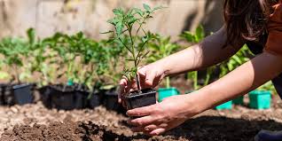 Tomato Plant Spacing Considerations