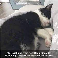Cat Chat gambar png