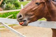 how-much-apple-can-a-horse-eat