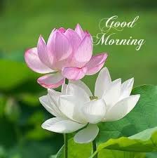 Flower good morning photo images pictures pics free download. Latest Updates From Good Morning Images Facebook