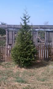 Leyland cypress have branches that grow our main products include: Green Giant Arborvitae Thuja Green Giant Revolutionary Gardens