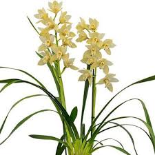 Maybe you would like to learn more about one of these? Muda De Orquidea Cymbidium Earlisue Paddy 18145 1 Plantei