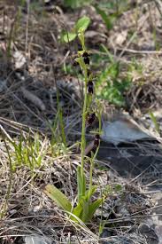 Ophrys insectifera - Wikimedia Commons