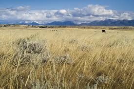 Rangeland is land that supports vegetation consumed by livestock or wildlife, that is managed as a natural ecosystem. The Value Of Native Rangeland Madison Conservation District