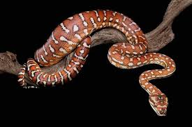 bredl s carpet python reptiles