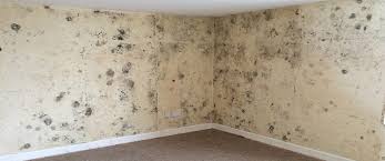 Can High Temperatures Kill Mould