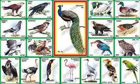 Birds Sticker Chart At Best Price In Mumbai Maharashtra
