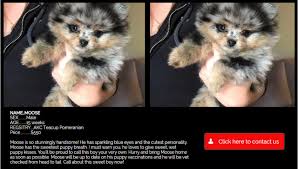 puppy scams rising sharply in
