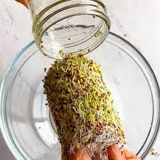 growing broccoli sprouts for highest