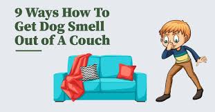 dog smell out of a couch