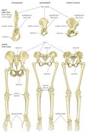 With each thoracic limb, there are 31 bones connected. Pelvis Definition Anatomy Diagram Facts Britannica