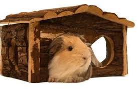 safe when building guinea pig houses