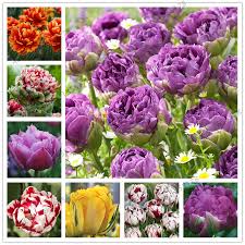 A white chrysanthemum symbolizes truth and loyal love while a yellow chrysanthemum symbolizes slighted. 2 Bulbs True Tulip Bulbs Tulip Flower Tulipanes Flower Plant For Garden Plants Tulip Bonsai Flower Bulbs Symbolizes Love Buy At The Price Of 1 15 In Aliexpress Com Imall Com