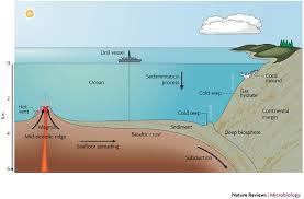 microbial life in the deep sea bed