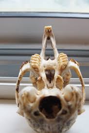 Animal Skull Id Using Teeth The Infinite Spider
